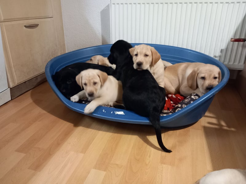 Labradorwelpen