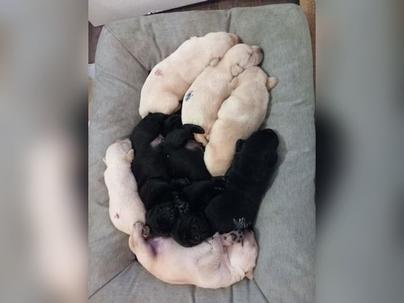 Labradorwelpen