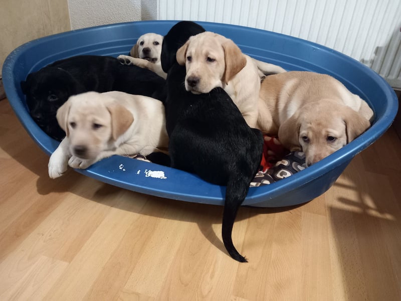 Labradorwelpen