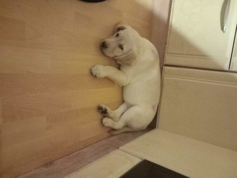 Labradorwelpen