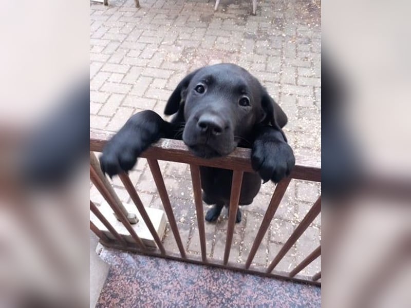 Labradorwelpen