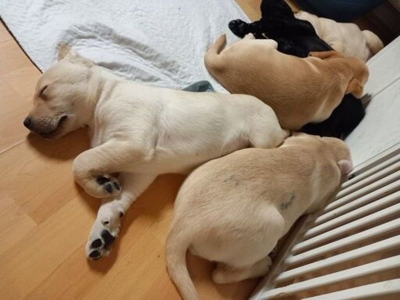 Labradorwelpen