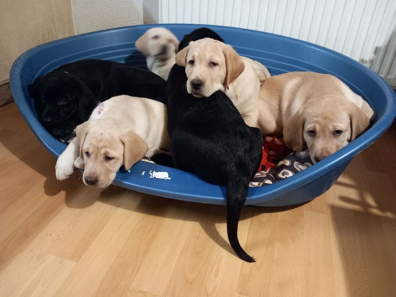 Labradorwelpen