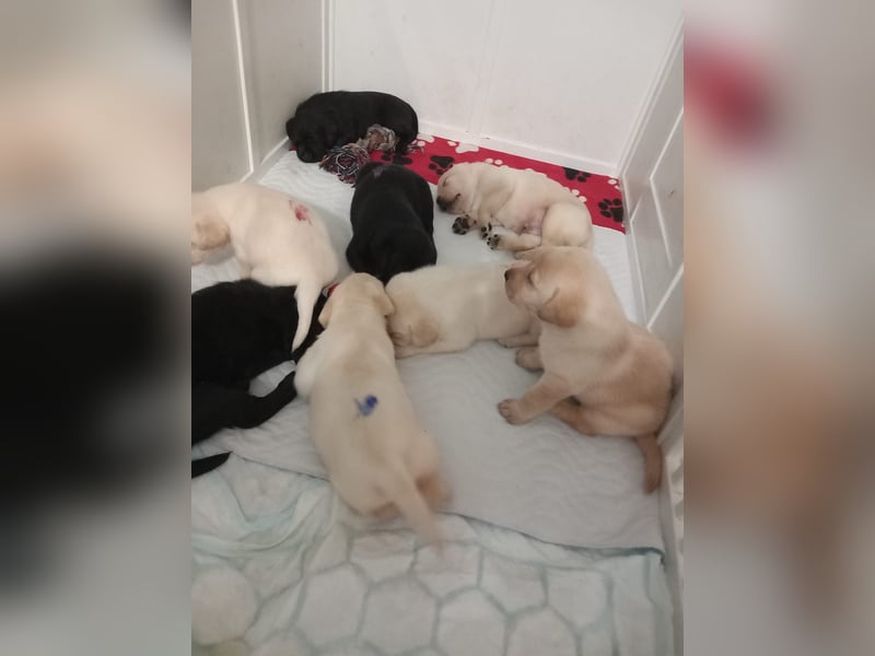 Labradorwelpen