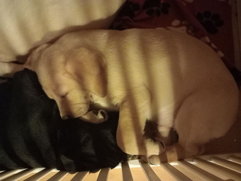 Labradorwelpen