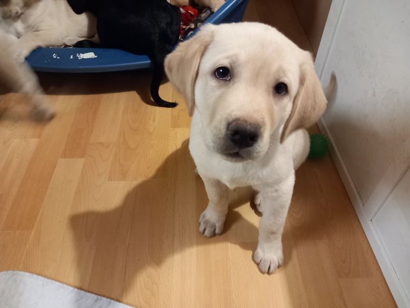 Labradorwelpen
