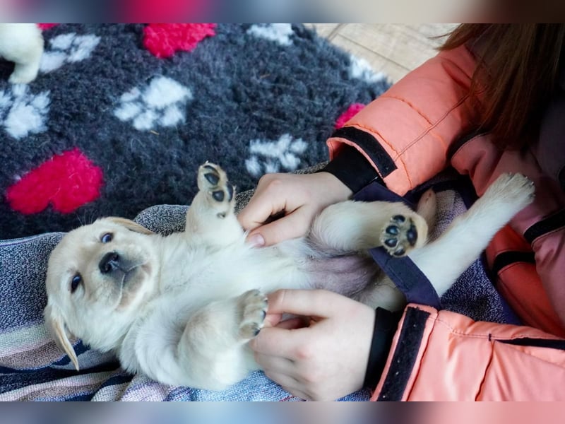 Labrador Welpen mit Ahnentafel