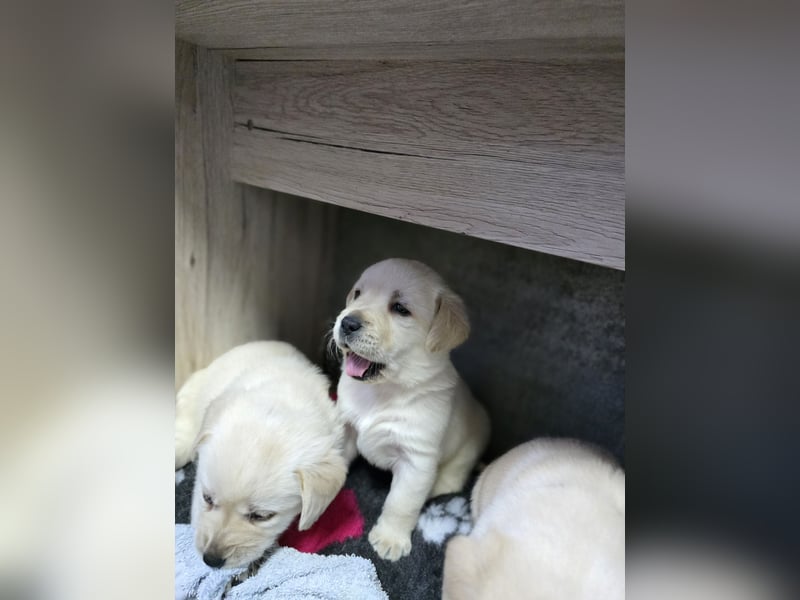 Labrador Welpen mit Ahnentafel