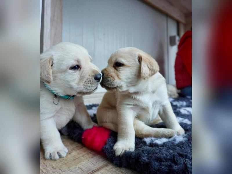 Labrador Welpen mit Ahnentafel