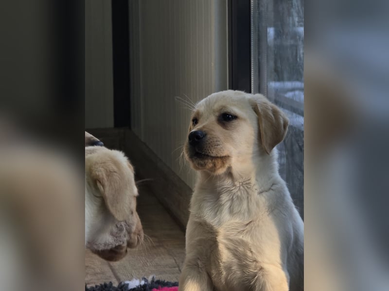 Labrador Welpen mit Ahnentafel