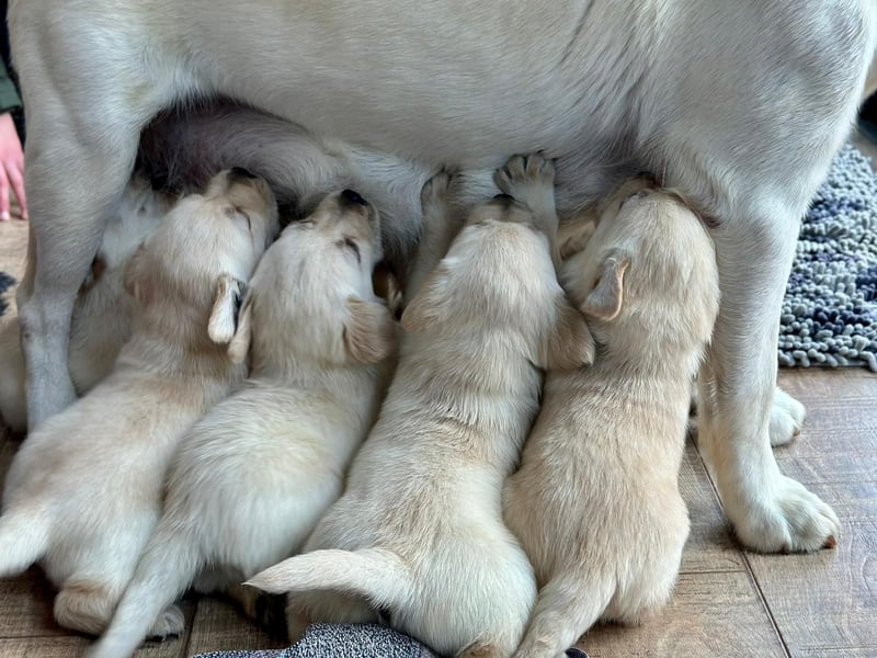 Labrador Welpen mit Ahnentafel