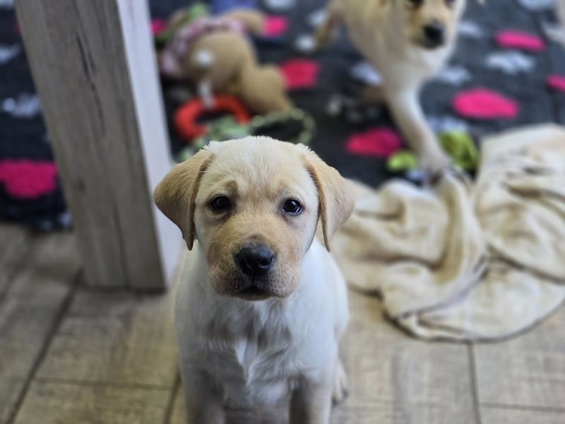 Labrador Welpen mit Ahnentafel