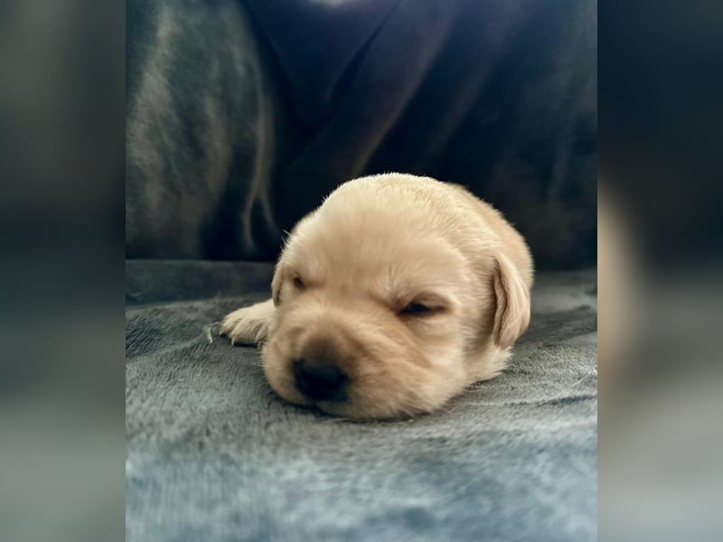 Labrador Welpen mit Ahnentafel