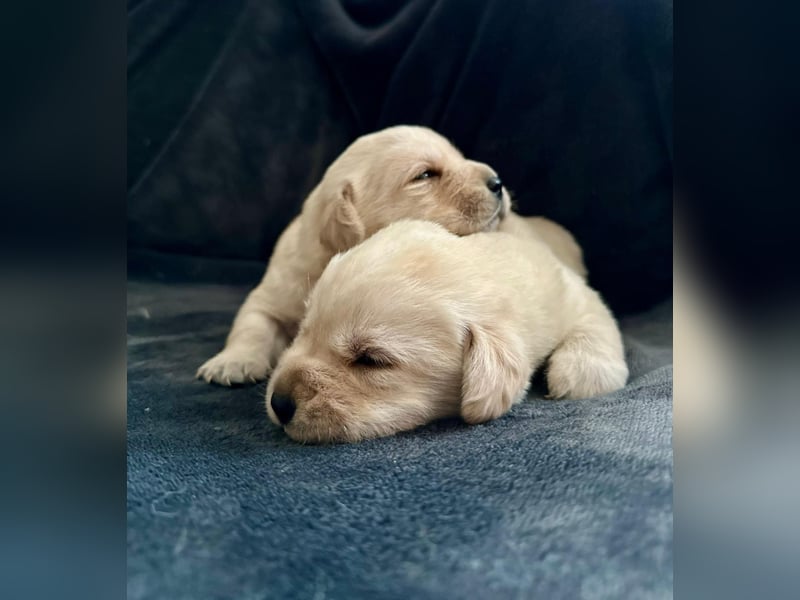 Labrador Welpen mit Ahnentafel