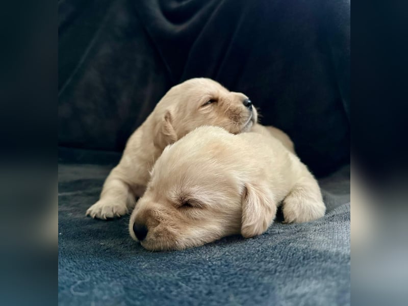 Labrador Welpen mit Ahnentafel