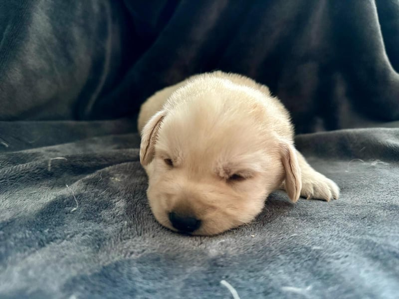 Labrador Welpen mit Ahnentafel