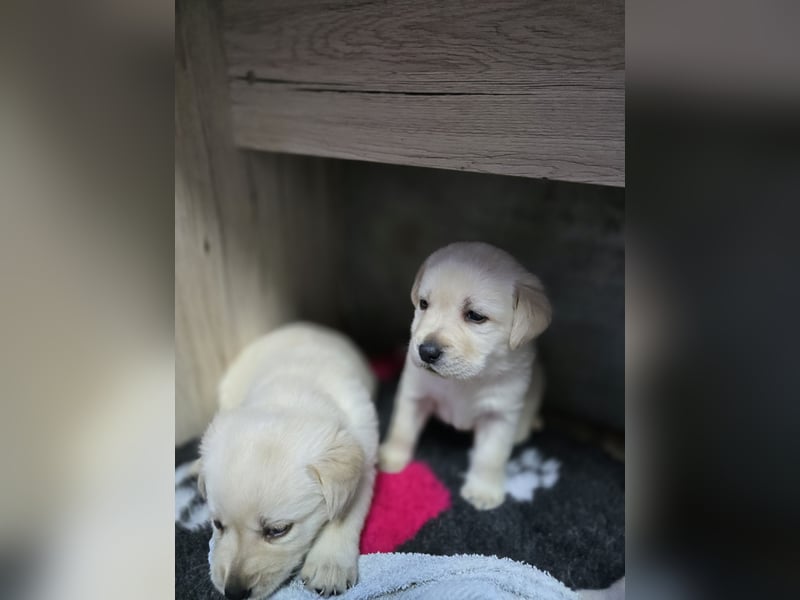 Labrador Welpen mit Ahnentafel