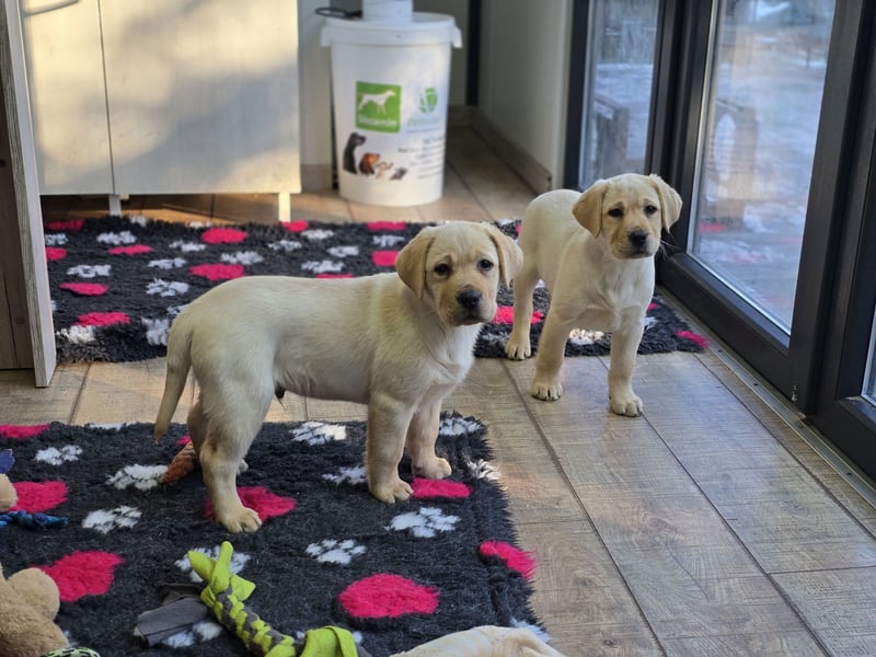 Labrador Welpen mit Ahnentafel