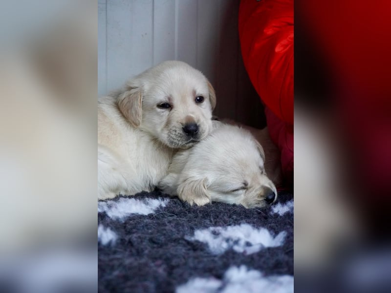 Labrador Welpen mit Ahnentafel
