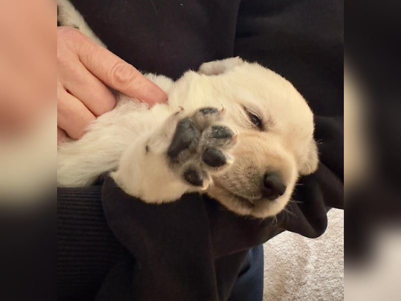 Labrador Welpen mit Ahnentafel
