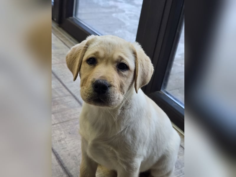 Labrador Welpen mit Ahnentafel