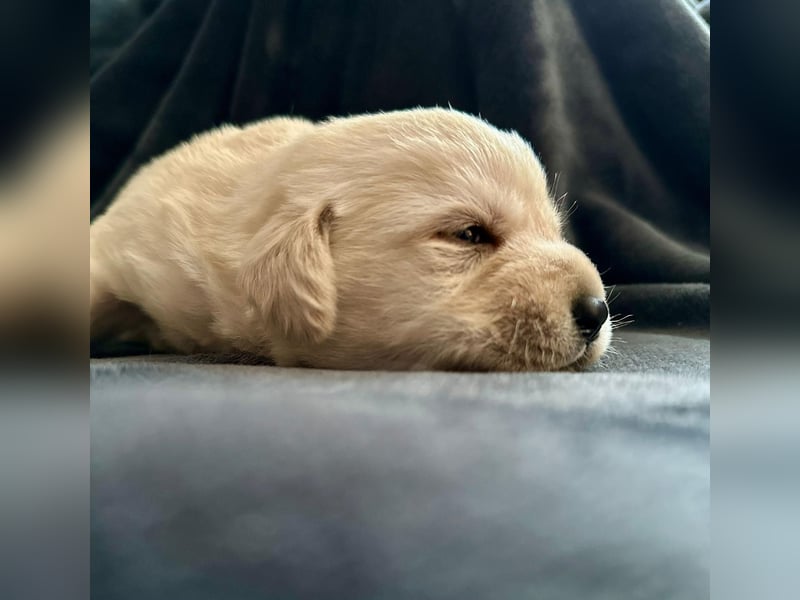 Labrador Welpen mit Ahnentafel