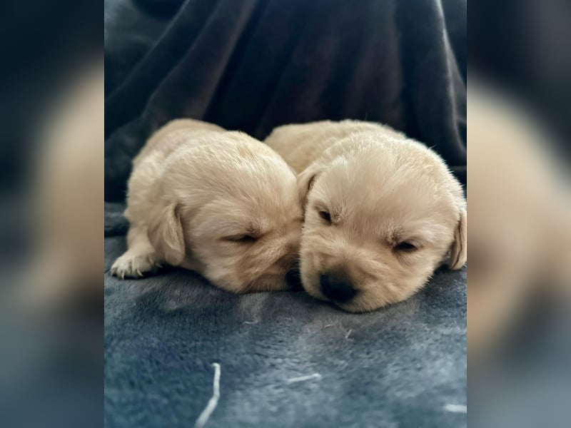 Labrador Welpen mit Ahnentafel