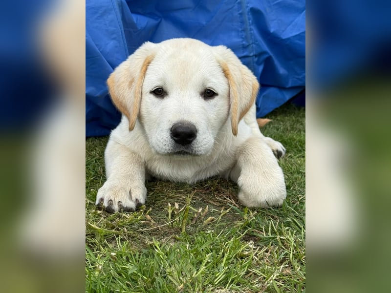Labrador Welpen