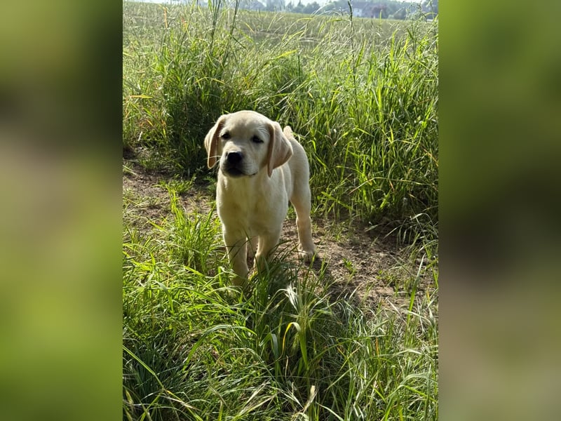 Labrador Welpen