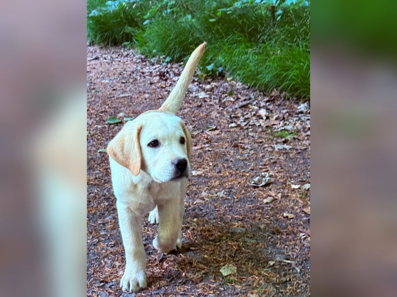 Labrador Welpen