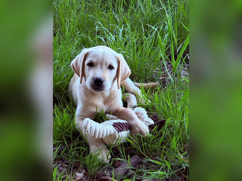 Labrador Welpen