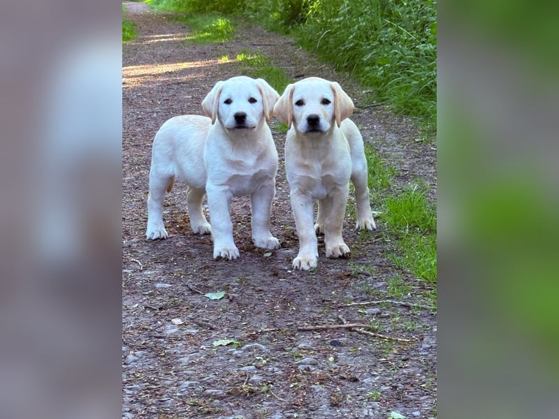 Labrador Welpen