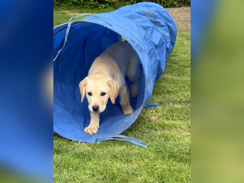 Labrador Welpen
