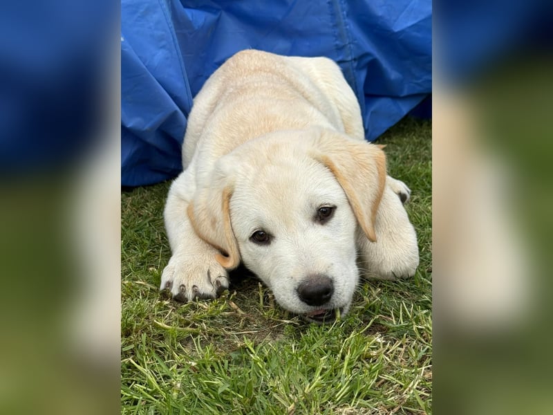 Labrador Welpen