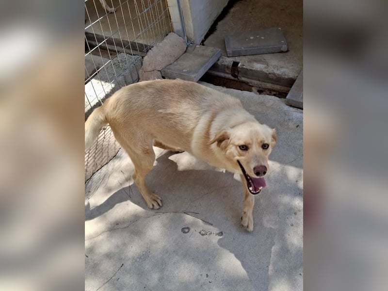 Retriever Mischling EDDY sucht eine Familie!