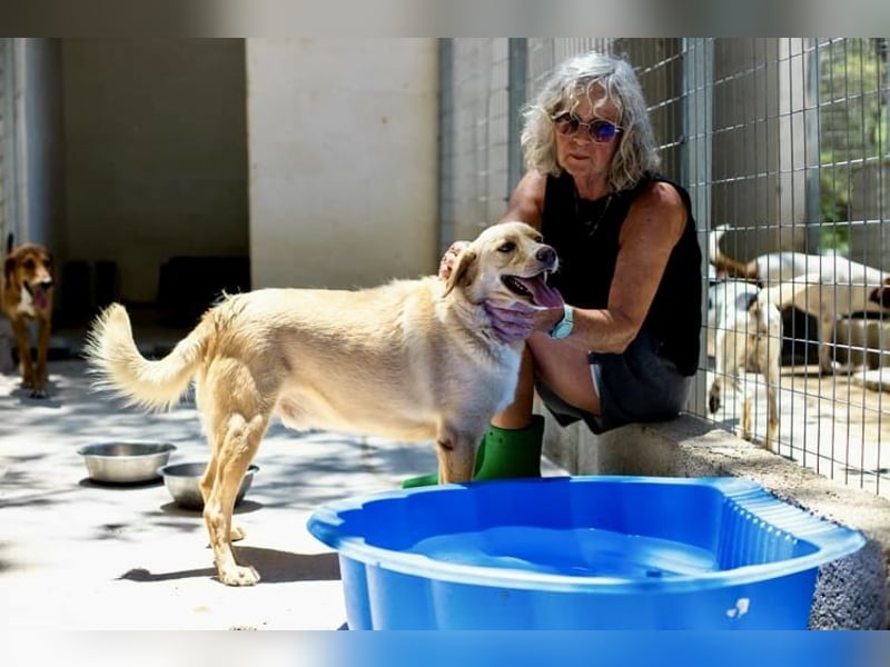 Retriever Mischling EDDY sucht eine Familie!