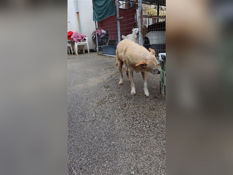 Labrador Retriever Mischling SIMON sucht eine Familie!
