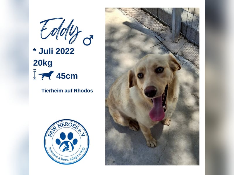 Retriever Mischling EDDY sucht eine Familie!