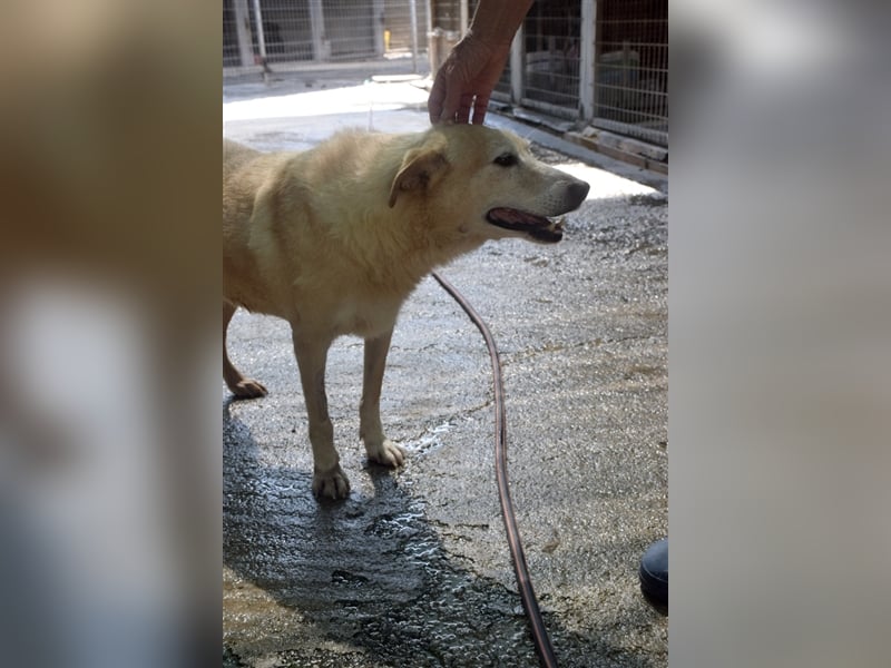Labrador Retriever Mischling SIMON sucht eine Familie!