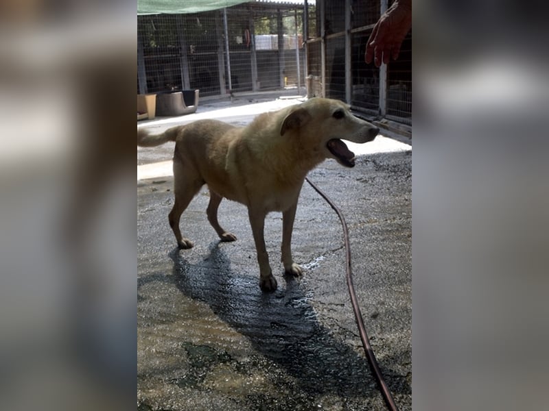 Labrador Retriever Mischling SIMON sucht eine Familie!