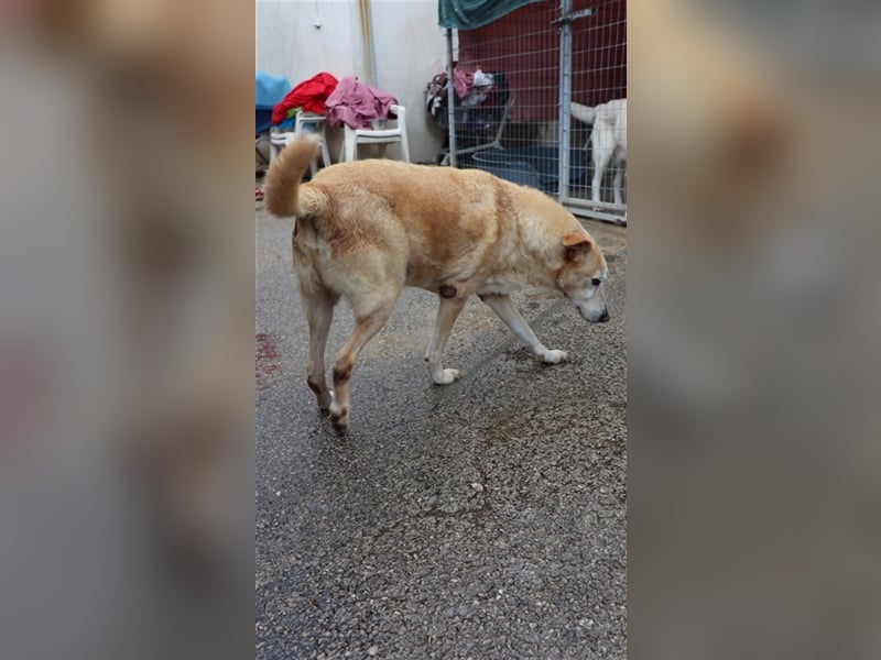Labrador Retriever Mischling SIMON sucht eine Familie!