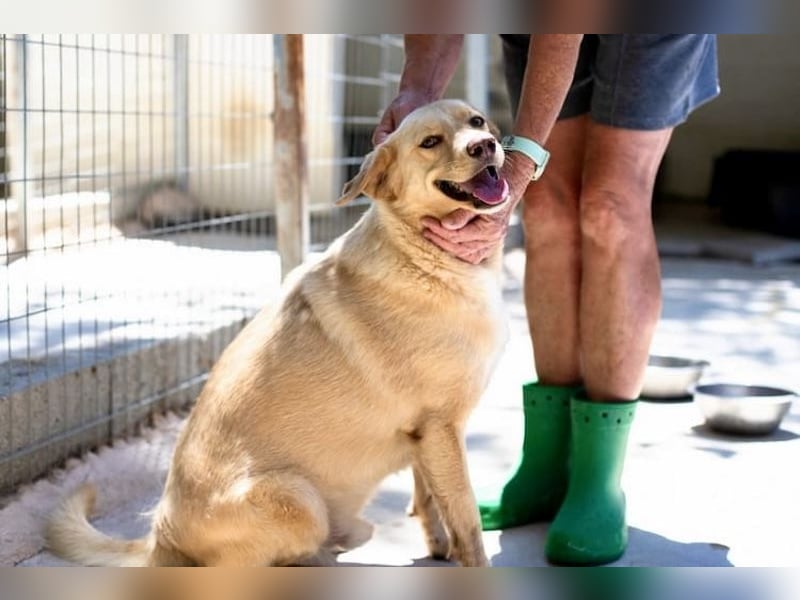 Retriever Mischling EDDY sucht eine Familie!