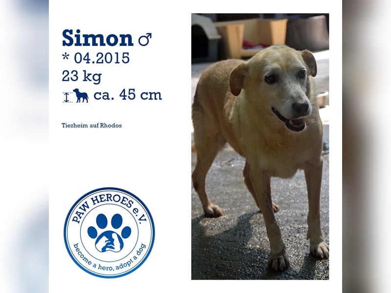 Labrador Retriever Mischling SIMON sucht eine Familie!