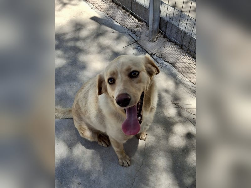 Retriever Mischling EDDY sucht eine Familie!