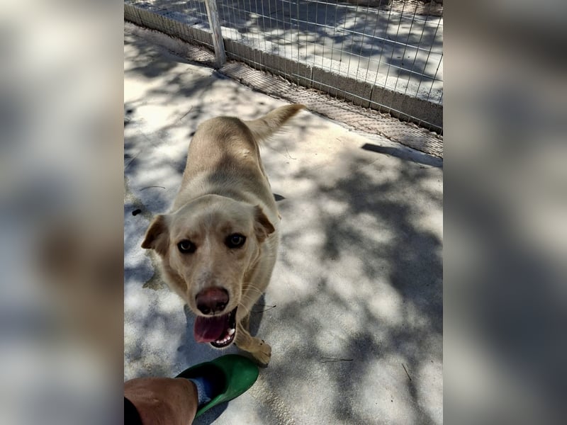Retriever Mischling EDDY sucht eine Familie!