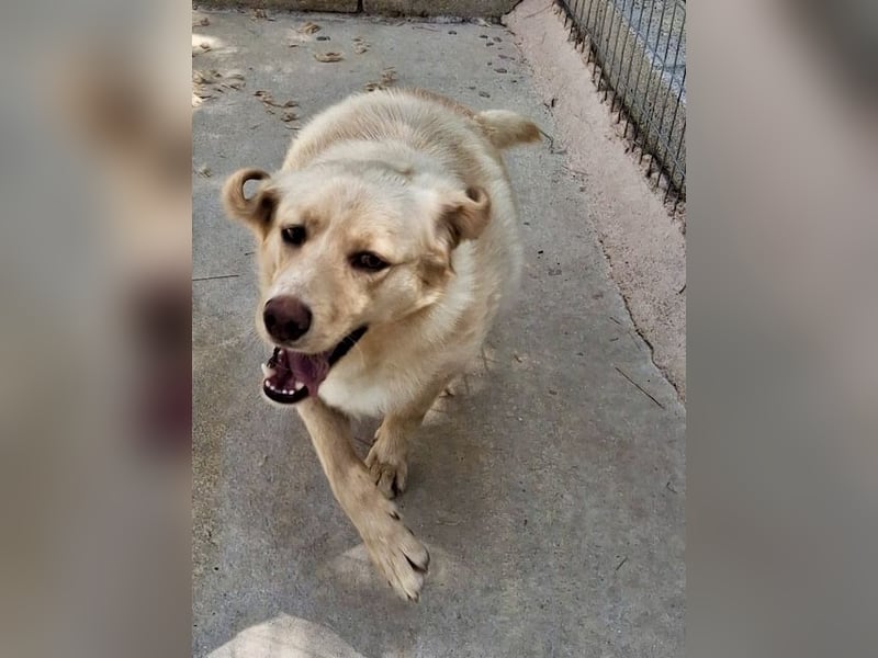 Retriever Mischling EDDY sucht eine Familie!