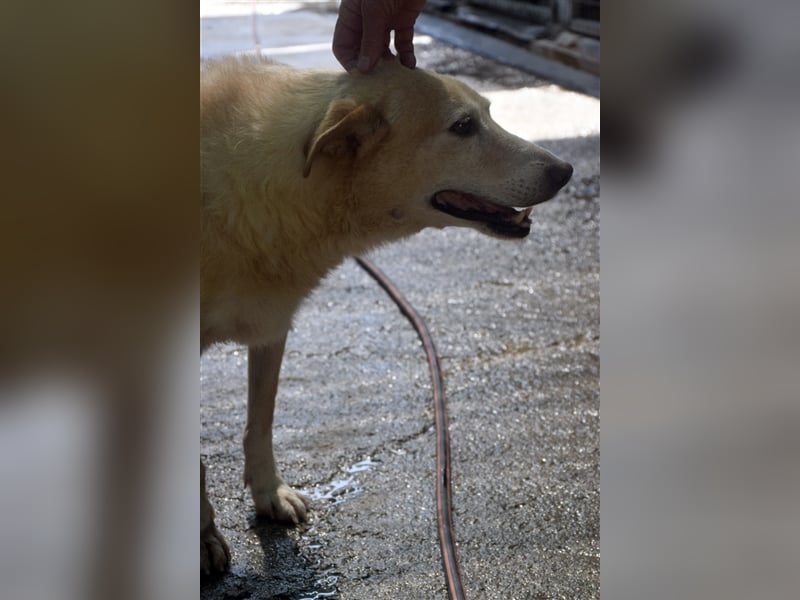 Labrador Retriever Mischling SIMON sucht eine Familie!