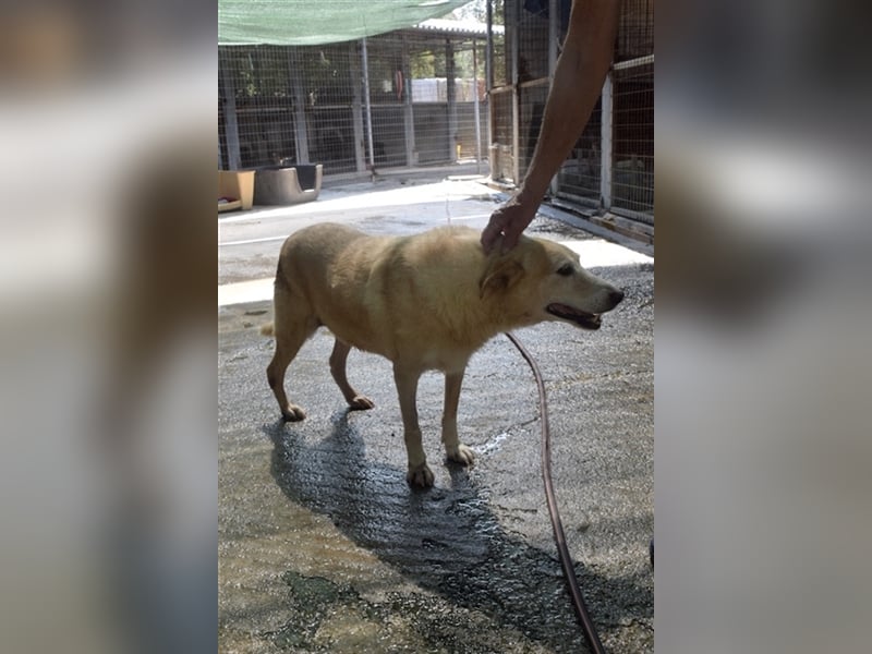 Labrador Retriever Mischling SIMON sucht eine Familie!