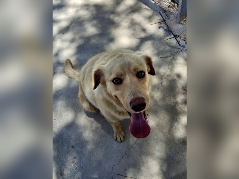 Retriever Mischling EDDY sucht eine Familie!