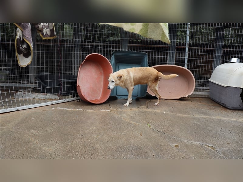 Labrador Retriever Mischling SIMON sucht eine Familie!